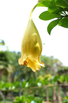 Vibrant Yellow Solandra maxima &ndash; Showy Chalicevine Flower in Sunlight