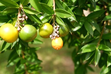 Cluster of Bright Ripe Jacquinia pungens Fruits on Green Leaves