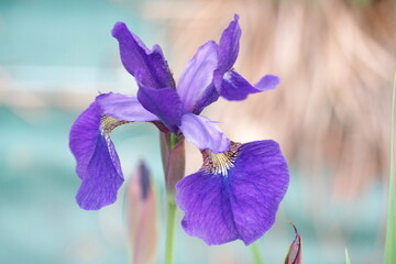植物　青紫の花