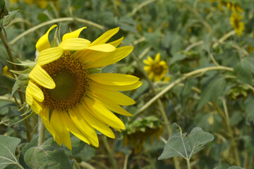 Fototapeta premium Closeup of a sunflower growing in a field of sunflowers during a nice sunny summer day, Sunflower natural background. flower blooming, Beautiful field of blooming sunflowers, Chakwal, Punjab, Pakistan
