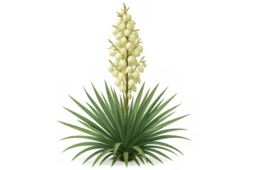 Yucca plant with tall flowering stem and creamy white bell flowers, growing green succulent leaves