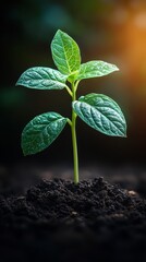 Tender Sprout: A vibrant seedling emerges from the dark soil, its fresh green leaves reaching toward the gentle sunlight, a symbol of growth and renewal.