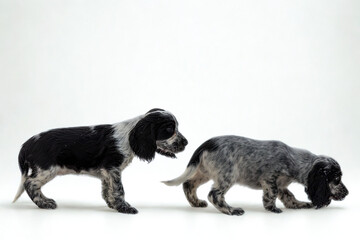 Two adorable puppies exploring on a white background