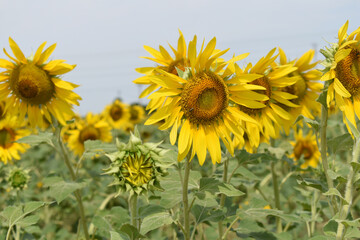 Closeup of a sunflower growing in a field of sunflowers during a nice sunny summer day, Sunflower natural background. flower blooming, Beautiful field of blooming sunflowers, Chakwal, Punjab, Pakistan