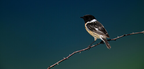 European stonechat - male // Schwarzkehlchen - Männchen (Saxicola rubicola) 