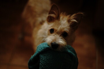 Playful dog holding a green towel in a cozy indoor setting during evening hours