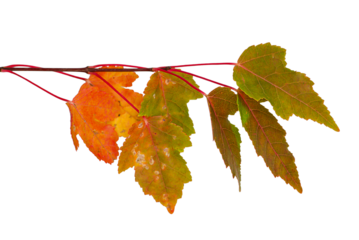 Autumn Leaves Branch Isolated On Transparent Background, Design Element
