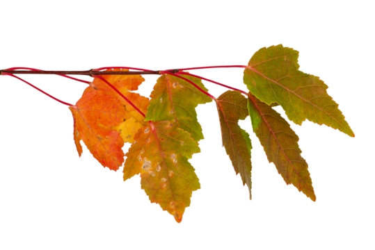 Autumn Leaves Branch Isolated On Transparent Background, Design Element