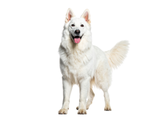 A fluffy white dog stands proudly, displaying a joyful demeanor and an alert stance.