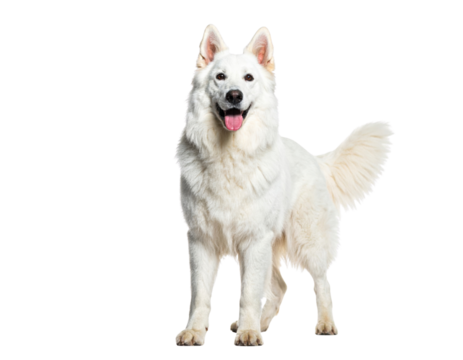 A fluffy white dog stands proudly, displaying a joyful demeanor and an alert stance.