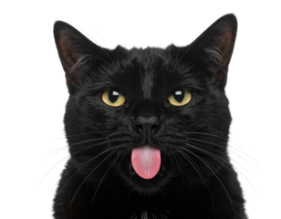 A black cat sticking out its tongue, with bright yellow eyes and a striking expression.