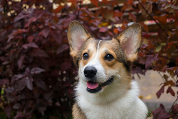 happy Welsh corgi Pembroke, portrait of a dog on the background of an autumn purple bush. close-up