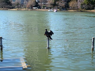 羽を広げるカワウ