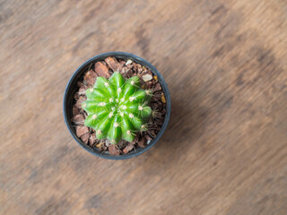 Cactus Plant on Wooden Surface. Small Decorative Houseplant for Table