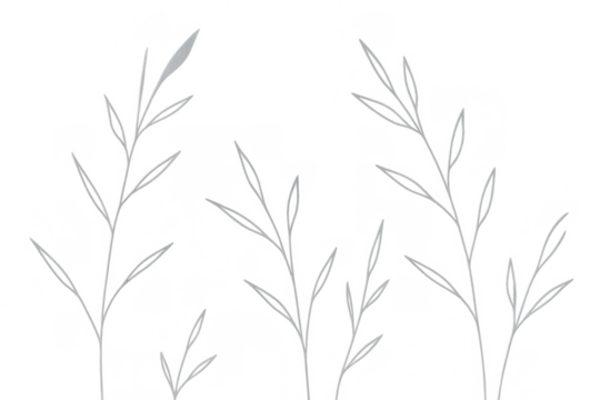 Grass plant drawing illustration on transparent background
