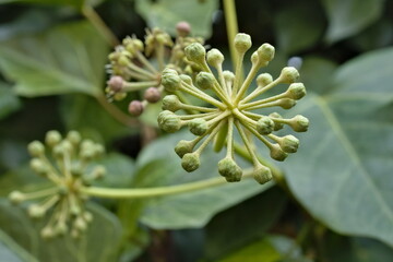 macro view of ivy flowers in autumn