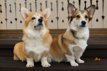 Cute Pembroke Welsh corgi, portrait of two purebred big-eared dogs