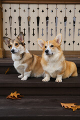 Welsh corgi Pembroke. Two dogs are sitting together on the steps with autumn leaves and looking to the left.