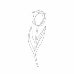 Single line tulip blossom monochrome sketch