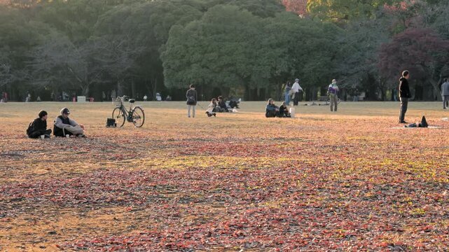 Autumn in Tokyo : Late Afternoon in the Park, People are Relaxing on the Lawn Covered with Fallen Autumn Leaves  |  Yoyogi Park, Tokyo, Japan