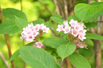 植物　ピンクの花