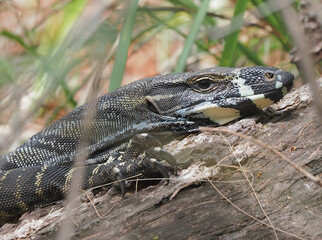 Monitor Lizard
