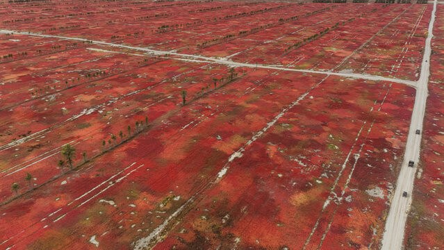 Aerial view cultivated wild blueberry farm in Washington County, Maine