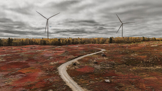 Dirt road winding through blueberry field with wind turbines behind