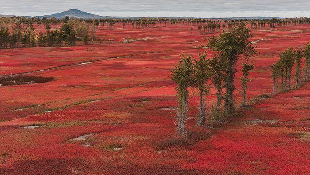 Field full of wild blueberry bushes in fall turning vibrant red