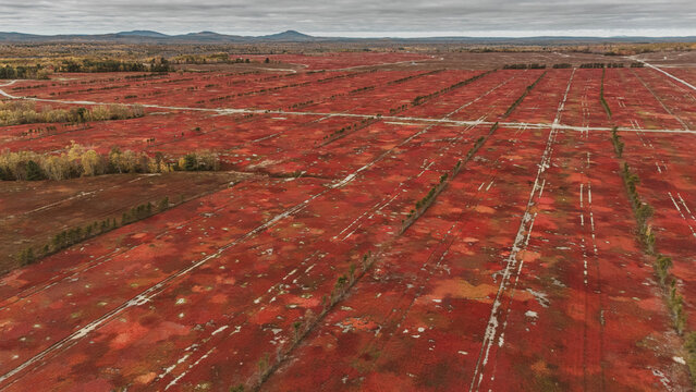Expansive agricultural wild blueberry fields turn red in fall in Maine