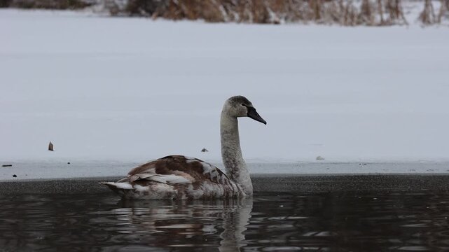 Young mute swan
