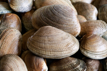 北海道産活あさり