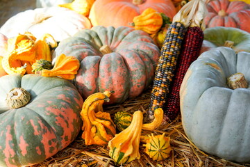 pumpkins and gourds
