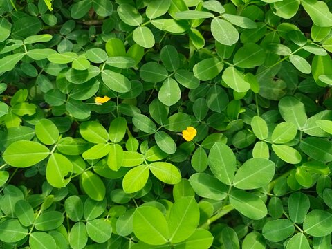 Arachis Repens Covers the Ground with Refreshing Yellow Beauty