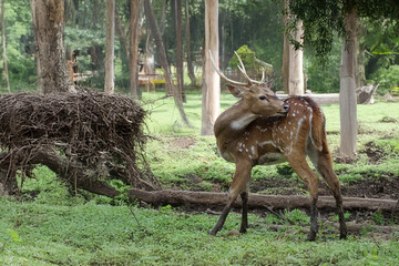 Axis Deer Grooming in the Forest