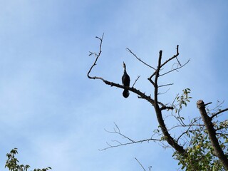 木の枝に止まるカワウ
