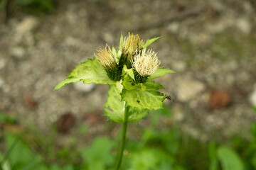 Cirsium oleraceum marsh thistle blooming in meadow