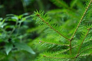 Fir Tree Branches Close-Up, Evergreen Conifer Foliage Macro