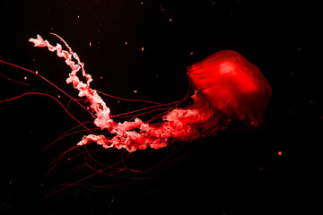 Pacific sea nettles, aquatic animals in the sea
