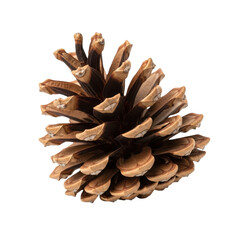 Detailed close up of a natural brown pine cone, perfect for autumn and winter designs
