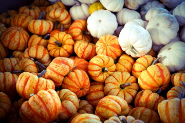 Pumpkins at the market