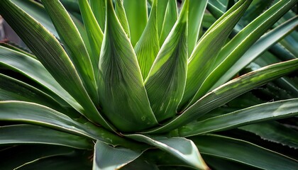 Fototapeta premium A Close Up View Of An Aloe Vera Plant Showcasing Its Vibrant Green Leaves With Pointed Edges Radiating From The Center In A Striking Pattern