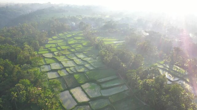 Drone slow push movement ofer rice terrace fields with sun flare