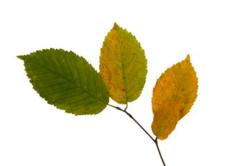Autumn Leaves Branch Isolated On Transparent Background, Design Element