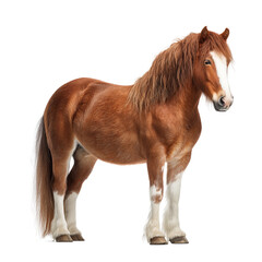 Obraz premium Horse Isolated on Transparent Background. PNG