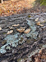 Close-up of mushrooms and lichen growing on the rough bark of a tree in a forest. The image captures the beauty of natural textures and the quiet life of the forest floor.