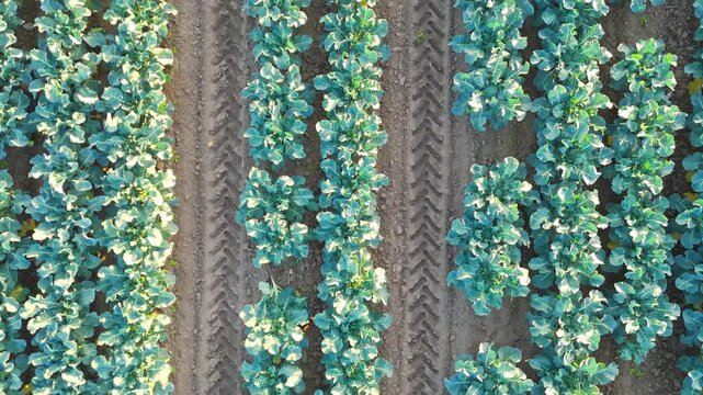 Aerial drone footage of agricultural crops of cabbage and broccoli. Rows of vegetable's in a farmers field. High brassica yields, cabbage, cauliflower, broccoli, Brussels sprout, kale.