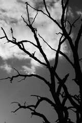 Black and white tree branches aganinst gloomy sky