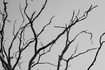 Black and white tree branches aganinst gloomy sky