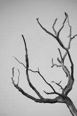 Black and white tree branches aganinst gloomy sky
